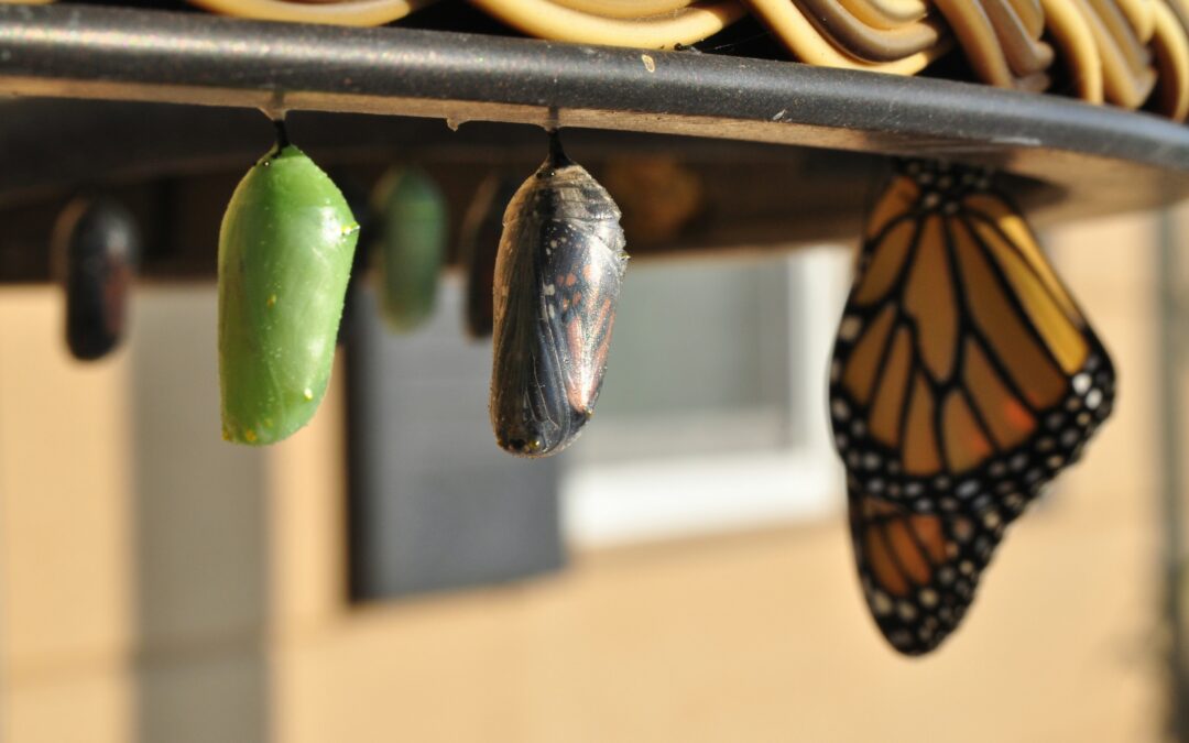 Practical Steps for Successful Organizational Change